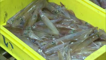 【イカの町に活気戻るか】3週間ぶりスルメイカ漁再開！観光地も賑わう一方で強風・シケで出漁は限定的 特例の「資源調査」と定置網漁のジレンマで今後の価格に不安の声〈函館市〉