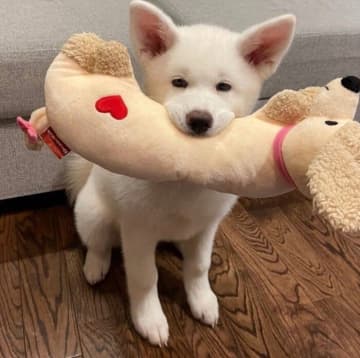 ぬいぐるみを得意げにくわえる秋田犬の子犬　やんちゃな時期を経て5才の今、おばあちゃんの“話し相手”もつとめる“頼もしいお姉ちゃん”に！