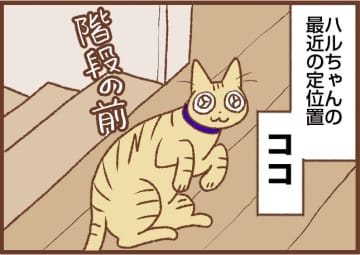 【吉川さん家の猫事情】#118話 あることに気づいたネコ