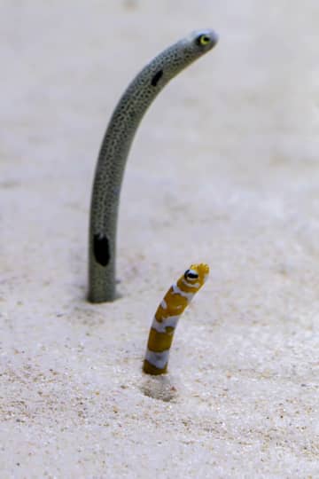 記念日が“3番目”に多い11月11日　『チンアナゴの日』『ベースの日』など登録されている記念日は約3000件