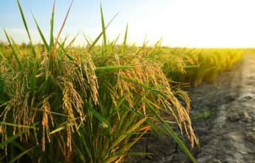 ビートたけし、小泉→鈴木農相への変更で180度方針転換した”コメ政策”に『自然相手の結果論…理屈が通らなくなることがある』と私見…ネットでも意見殺到「えっ余るほど作って輸出しましょうって話は？」「需要に応じた生産が出来なかったから米騒動になったんだろ」「量は足りてるんだよ。値段が高いんだ。」