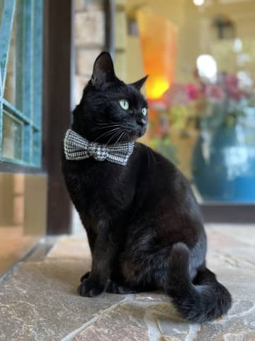 黒猫ケンちゃんが天国へ 「今でもあの角から来そうで涙が出る」警備員さんとの絆の物語にSNSで深い哀悼の声