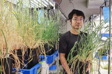 世界初、トウモロコシコムギ開発　強い耐性、供給量増に期待