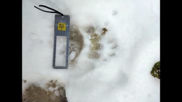 【ヒグマ速報】冬眠に入るのはいつごろ？札幌市円山動物園で足跡が見つかり緊張走る 柵を乗り越えて侵入したか― 北海道神宮付近では道路を横断する姿を目撃_住民は「ちょっとやばい」