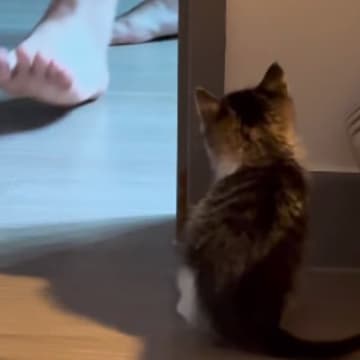 物陰に隠れる子猫→飼い主さんがやって来ると…511万再生を記録した『かわいい展開』に「なんて愛らしいんだ」「とっても賢い」＜海外＞