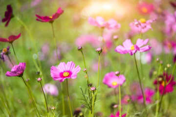 秋から始めるガーデニング：日が短くなると花咲く「短日植物」の育て方とコツ