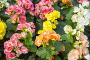 11月12日の花とは？【366日の誕生花と幸せの花言葉】