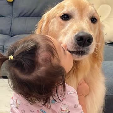 トリミングした豆柴とゴールデンレトリバー→帰宅すると、1歳の女の子が…愛に溢れた『まさかの行動』が59万再生「素敵」「めちゃ嬉しそう」