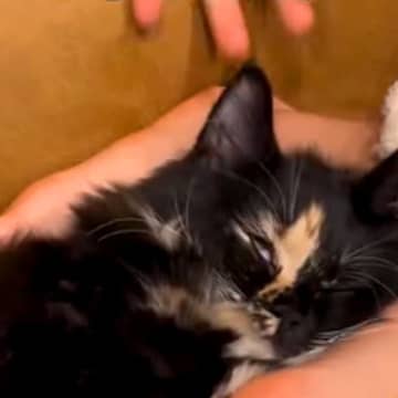 ソファで女の子の足を枕にする猫ちゃん→起こそうとした結果…思った以上に『脱力している様子』に爆笑「気にしない派だｗ」「クタクタしてる」