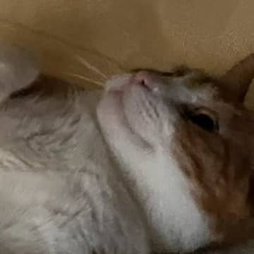 猫がこたつに初めて入った結果……30分後に見せた『幸せあふれる様子』に３万いいね「完全に人間のおじさん」「失われた野生」とXで話題