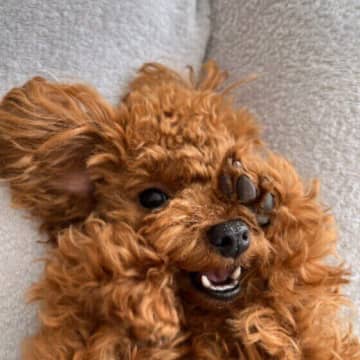 犬が顔をこするのは違和感？眠いサイン？獣医師が解説