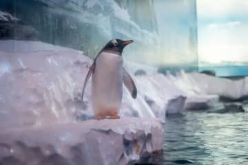 英ロンドンの水族館に「閉じ込められている」ペンギン、解放求める声高まる