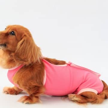 犬の『去勢・避妊』はしたほうがいいの？　知っておくべき知識や体に与える影響まで解説