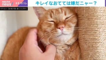 キレイなおてては嫌!? 飼い主の手を華麗に“スルーする”猫の姿に飼い主しょんぼり
