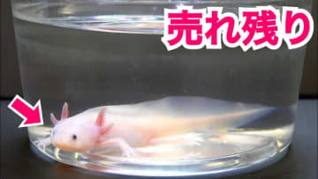 飼育1年で巨大化したウーパールーパー、さらによく見ると…興味深い事実に「うっわ！」「良いですねぇ～」「夢広がる！」