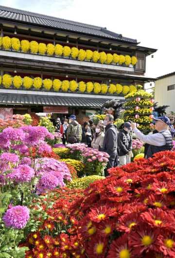 咲き誇る菊　カラフルに　笠間のまつり会場で見頃　茨城