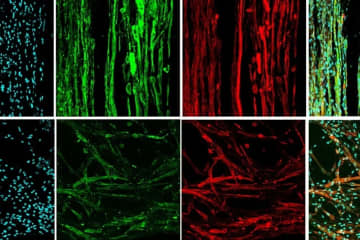 微小重力での筋肉組織の3Dプリントに成功–チューリッヒ工科大学