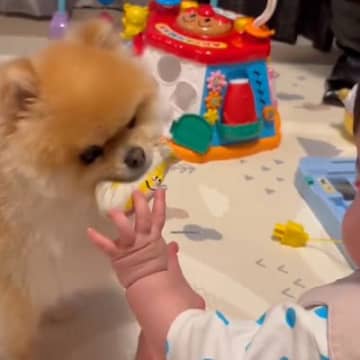 毎日赤ちゃんにおもちゃを届けている犬→いつも相手にしてもらえず…尊すぎる『気持ちが届いた瞬間』が37万表示「良かったね」「絆が深まった」