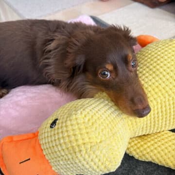 上目づかい、首かしげ…犬の“かわいい”しぐさを3つを解説！