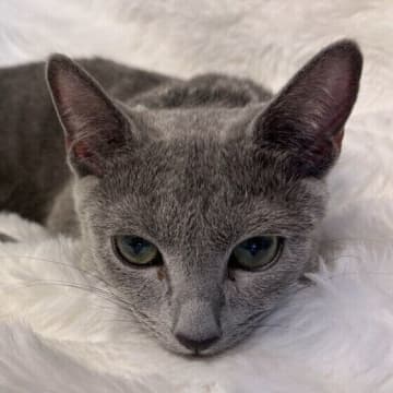 受診したほうがいい目くそは？　猫の目くそに関する素朴な疑問6つ