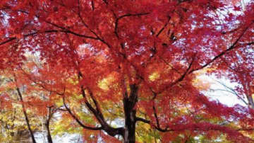 期間中は駐車場が無料！レンタサイクル＆卓球も無料！お得で楽しい【希望が丘紅葉特別企画】に遊びに行こう☆