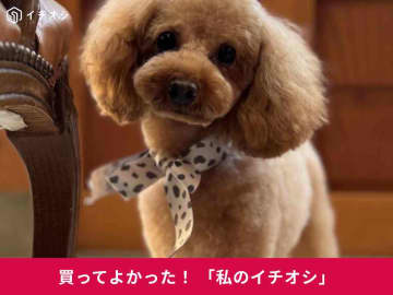 愛犬・愛猫の目元ケア用品「目ヤニ・イヤーシート」は日本製！トイプードル・はなちゃんの飼い主さんも安心♪(20代女性)
