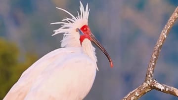 樹上にトキの群れ、冬の風景にぬくもり　中国・陝西省漢中市