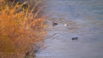 美しく色づいたイリ河両岸に広がる森　中国新疆ウイグル自治区