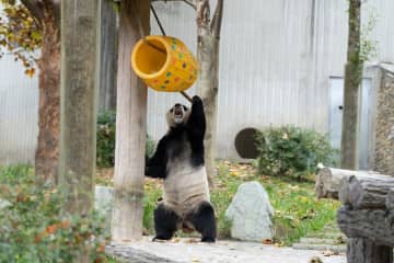 パンダの「小奇跡」、今日も元気に食事　中国四川省