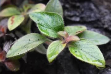 湖南省で絶滅危惧種の植物「紅頭索」を初発見―中国