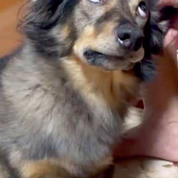 おばあちゃんが保護犬の耳掃除をした結果→上目遣いになったと思ったら…まるで『アニメのような表情』が17万再生「ガン飛ばしてて草」「最高」