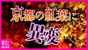 日本の四季はどうなる 京都の「モミジ」に異変！本格的な紅葉シーズン前に猛暑の影響で枝ごと枯れる　ライトアップ遅らせる対応も　春に咲く桜も返り咲き