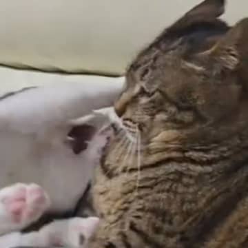 1歳の猫に絡まれた15歳のおばあちゃん猫…次の瞬間見せた『猫とは思えない表情』が32万再生「人間味ありすぎるｗｗ」「顔にめっちゃ出てるｗ」