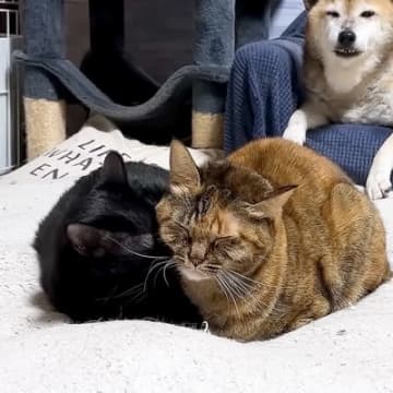 寒い朝、くっついて温まる猫たちを『見守っていた柴犬』→散歩から帰宅すると…『尊い光景』に「ぬくもりで和んでる」「団子デビュー」と反響
