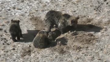 アルチン山のウマグマ、冬眠準備　中国新疆ウイグル自治区