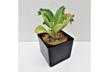 【最大20％OFF】ゆうゆうtime編集部おすすめのかわいい植木鉢や観葉植物がAmazonタイムセールに登場！