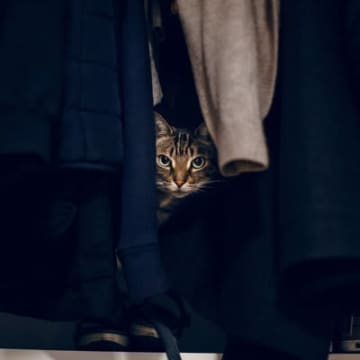 猫にとって『隠れやすい』室内スポット5選　好みがちな理由やトラブルに対する注意点まで