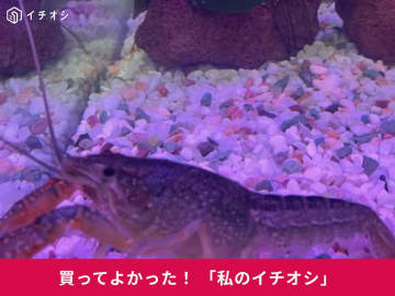 ザリガニ用の餌「アオザリンZ」で体が青く変化する！アメリカザリガニ・アオザリちゃんの食いつき良好♪(50代男性)