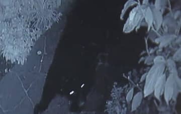 「クマ鈴で音立てると事故予防に繋がる」目撃相次ぐ都内で“クマ講習会”…被害は午前6時～8時が特に多い傾向（イット！調べ）