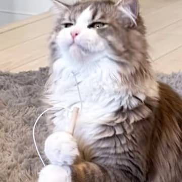 棒を持って二足立ちをしていた愛猫…まるで何かを煮込んでいるかのような『可愛すぎる瞬間』に１万いいね「ジブリ感ある」「魔法の薬作ってそう」