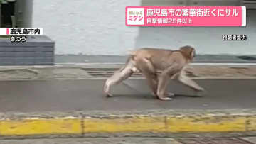 サル目撃したら「あいうえお」に注意　鹿児島市の繁華街近く…目撃情報25件以上