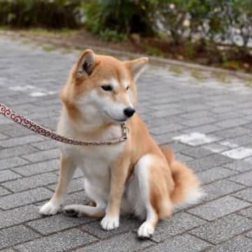 犬が散歩中に『座り込んでしまう』原因５選　体調不良を訴えている可能性も…歩いてもらうための対処法まで