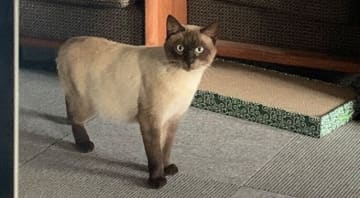 勤務先にこっそり入ってきたスリムな猫を保護→4年で毛色が濃くなり、「まんまるな狸スタイル」に成長！