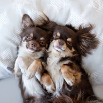 犬に『枕』は必要？枕を与えるメリットや選ぶ際の注意点までご紹介