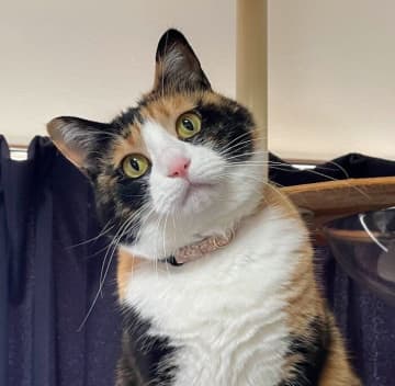 いつもと違うおもちゃを見て首を傾げる猫　「それなあに？」と言ってそうな愛らしい姿に約5.1万件の「いいね」が付き話題に