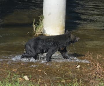 年末はクマがエサを求めて人里まで来る恐れも…「クマ遭遇リスクマップ」で判明した危険市街地50