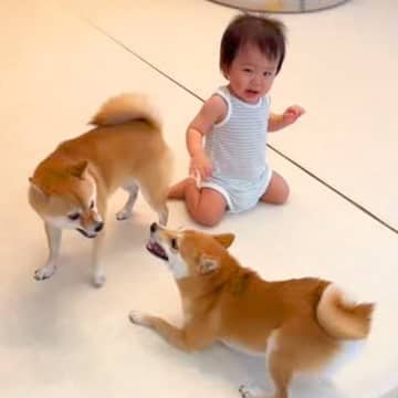 赤ちゃんの目の前で2匹の犬が喧嘩→だんだんヒートアップして…まさかの『板挟みになる光景』が204万再生「可愛すぎｗｗ」「困ってるの草」