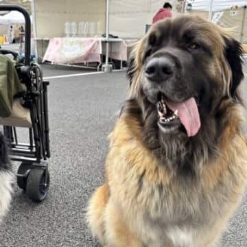 お出かけ中の大型犬が、自分よりも大きい『超大型犬』に遭遇した結果…動揺しすぎた『表情』に2万いいね「めっちゃ横目ｗ」「マンガみたいｗ」