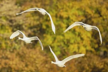 色鮮やかに輝く紅葉を背景に4,000羽のハクチョウが空を舞う！【山形県】