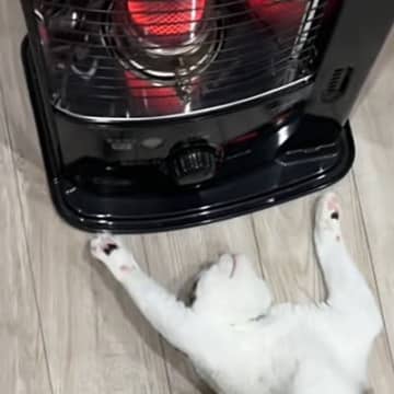 ストーブの前にいる猫の様子を見ると…あまりにも"くつろぎすぎな体勢"が47万再生「全身で暖をとるスタイルｗ」「想像以上に落ちてたｗ」